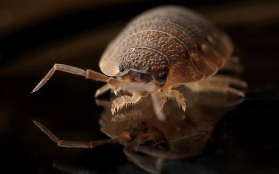 The Power of Heat: Temperature Methods to Kill Bed Bugs